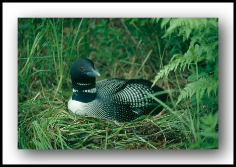 Common Loon on a nest.